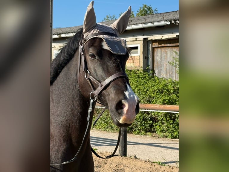 Kuc walijski sekcji D Wałach 14 lat 150 cm Kara in Stahnsdorf