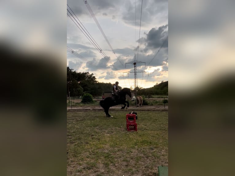 Kuc walijski sekcji D Wałach 14 lat 150 cm Kara in Stahnsdorf