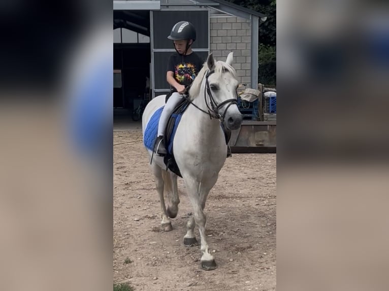 Kuc walijski sekcji D Wałach 15 lat 144 cm Biała in Lille