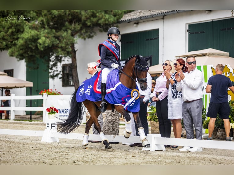 Kuc walijski sekcji D Wałach 15 lat 146 cm Gniada in Krosinko