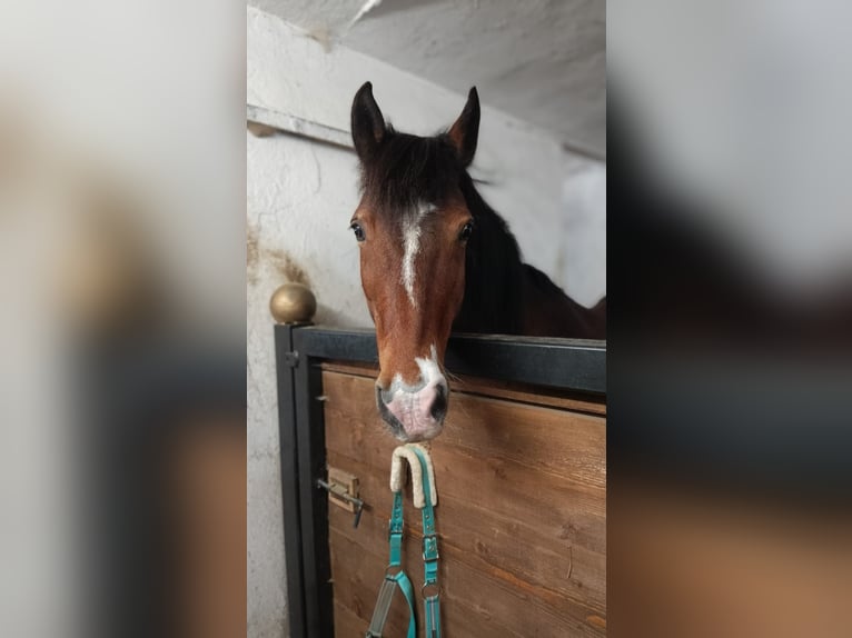 Kuc walijski sekcji D Wałach 17 lat 155 cm Jasnogniada in Oberdorf
