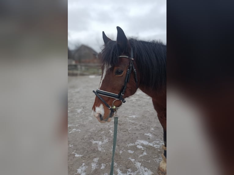 Kuc walijski sekcji D Wałach 17 lat 155 cm Jasnogniada in Oberdorf