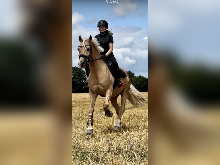 Kuc walijski sekcji D Wałach 19 lat 148 cm Izabelowata in Tangstedt