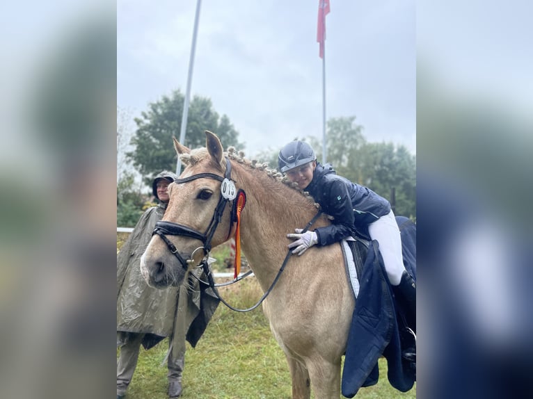 Kuc walijski sekcji D Wałach 19 lat 148 cm Izabelowata in Tangstedt