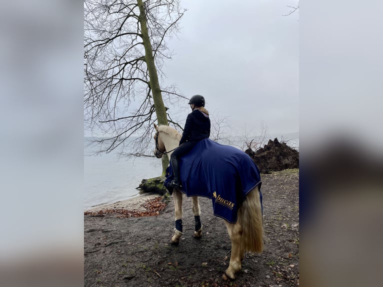 Kuc walijski sekcji D Wałach 19 lat 148 cm Izabelowata in Tangstedt