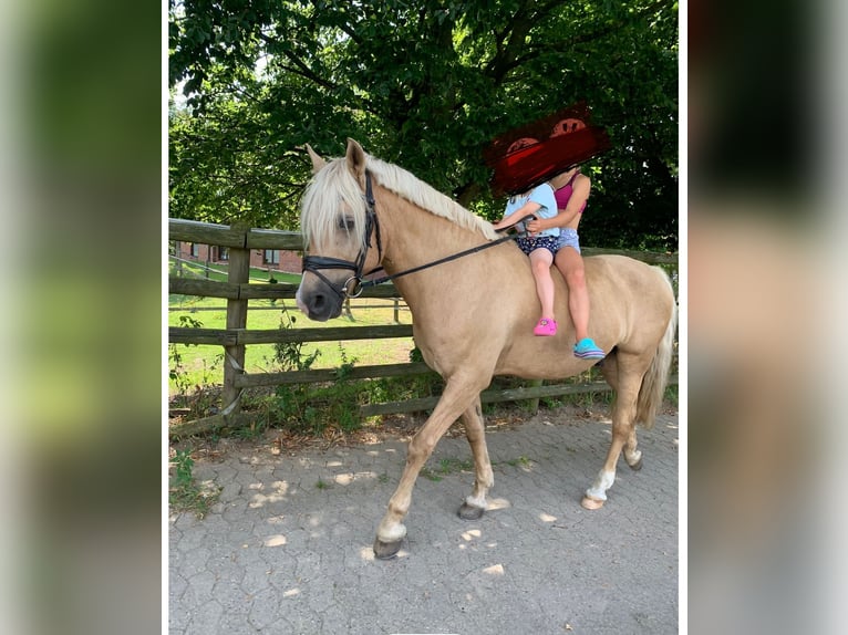 Kuc walijski sekcji D Wałach 19 lat 148 cm Izabelowata in Tangstedt