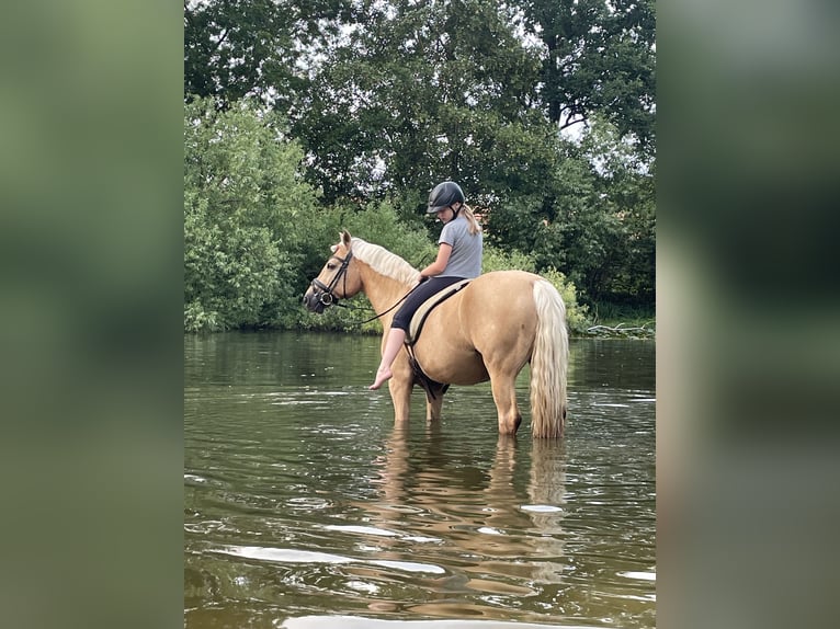 Kuc walijski sekcji D Wałach 19 lat 148 cm Izabelowata in Tangstedt