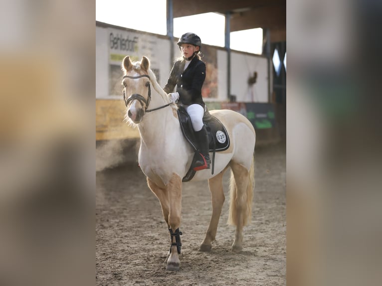 Kuc walijski sekcji D Wałach 19 lat 148 cm Izabelowata in Tangstedt
