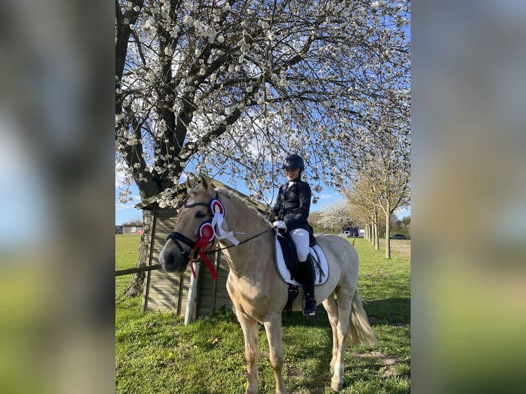 Kuc walijski sekcji D Wałach 19 lat 148 cm Izabelowata in Tangstedt