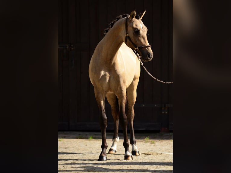 Kuc walijski sekcji D Wałach 1 Rok 139 cm Jelenia in Poznań
