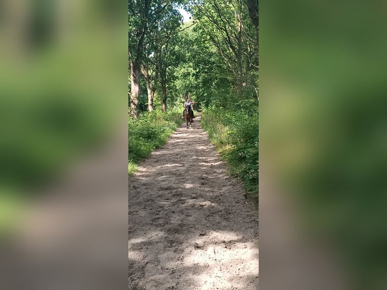 Kuc walijski sekcji D Wałach 21 lat 155 cm Gniada in Sahlenburg