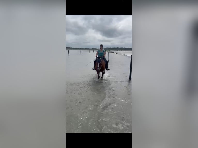 Kuc walijski sekcji D Wałach 21 lat 155 cm Gniada in Sahlenburg