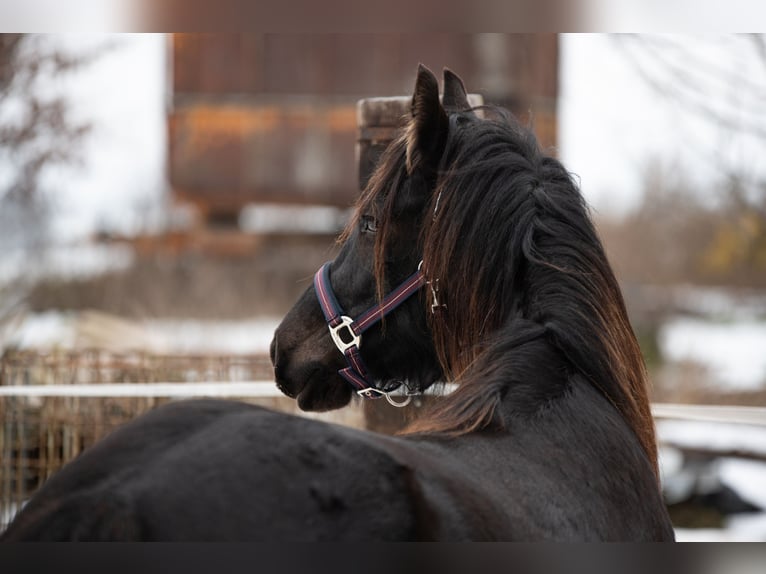 Kuc walijski sekcji D Wałach 3 lat 143 cm Ciemnogniada in Laubach