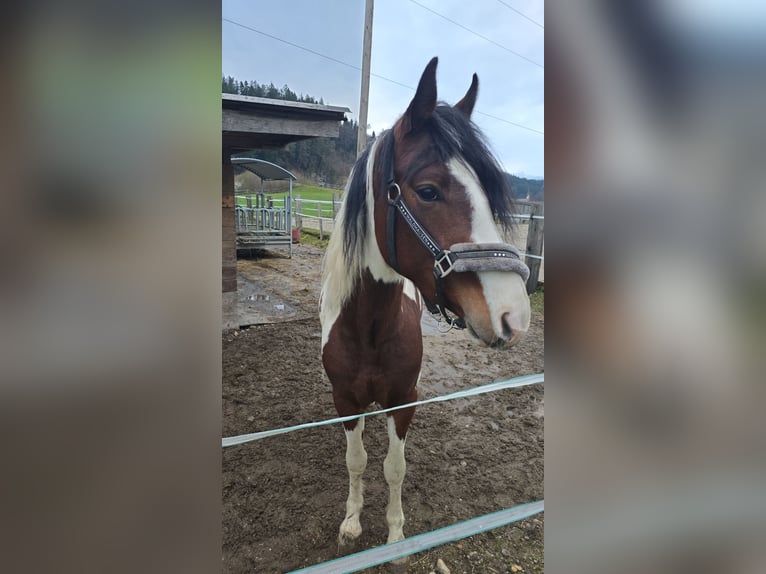 Kuc walijski sekcji D Mix Wałach 3 lat 148 cm Srokata in Salzburg