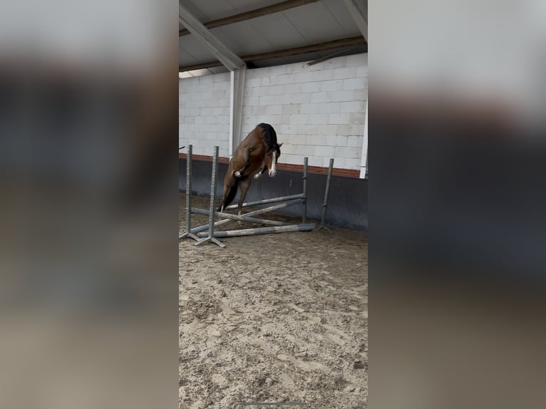 Kuc walijski sekcji D Wałach 4 lat 145 cm Gniada in Wouwse Plantage