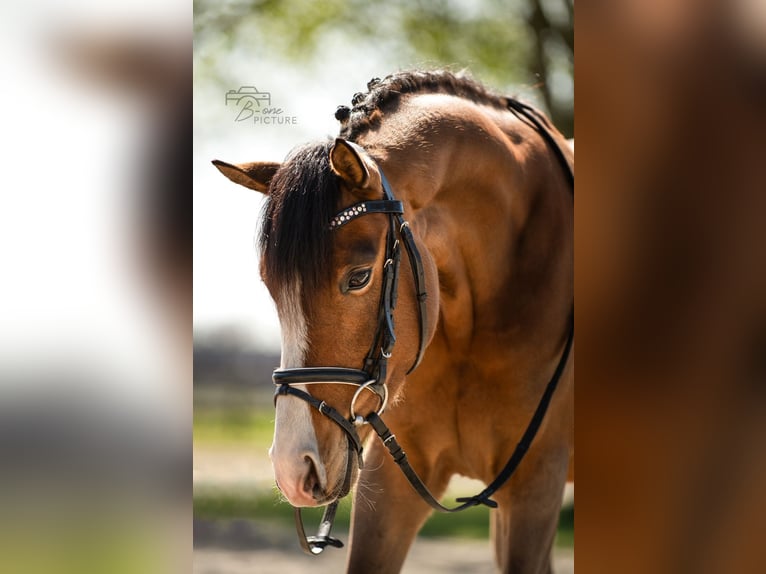Kuc walijski sekcji D Wałach 4 lat 145 cm Gniada in Wouwse Plantage