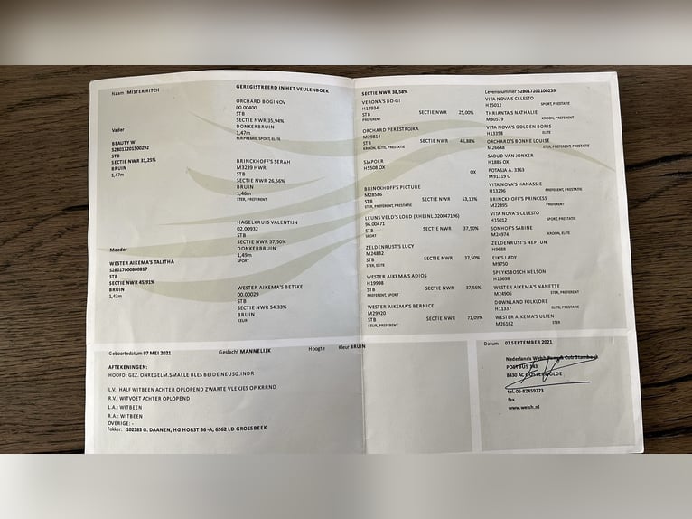 Kuc walijski sekcji D Wałach 4 lat 145 cm Gniada in Wouwse Plantage