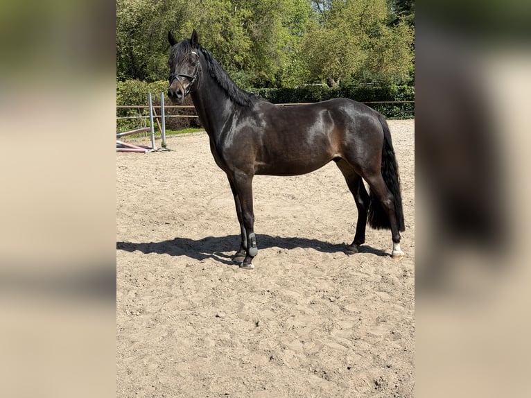 Kuc walijski sekcji D Wałach 4 lat 147 cm Ciemnogniada in Nieuw-Amsterdam