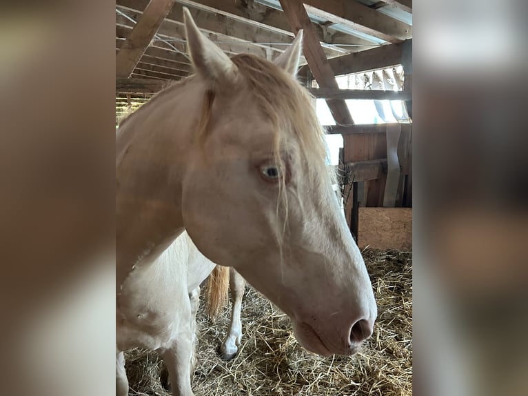 Kuc walijski sekcji D Wałach 5 lat 143 cm Cremello in Butzbach