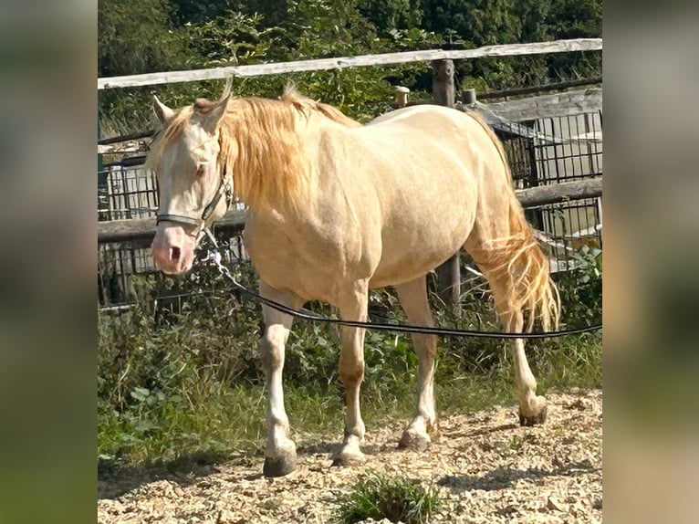Kuc walijski sekcji D Wałach 5 lat 143 cm Cremello in Butzbach