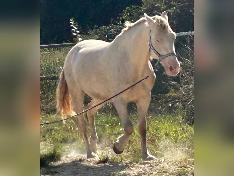 Kuc walijski sekcji D Wałach 5 lat 143 cm Cremello in Butzbach