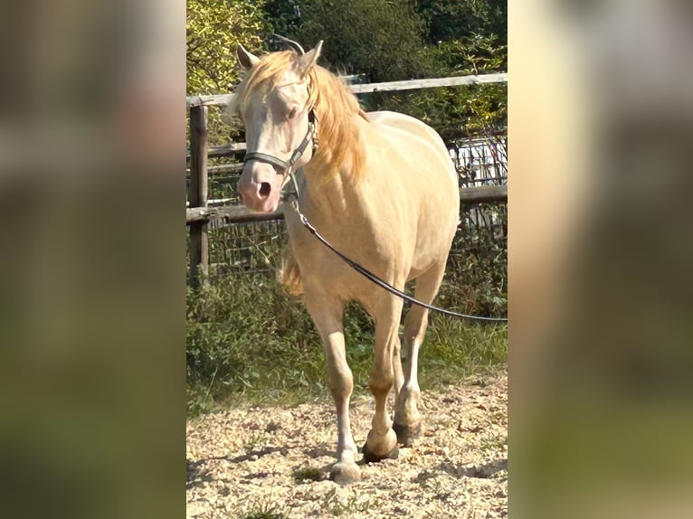 Kuc walijski sekcji D Wałach 5 lat 143 cm Cremello in Butzbach