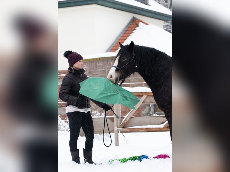Kuc walijski sekcji D Wałach 5 lat 148 cm Skarogniada in Borken