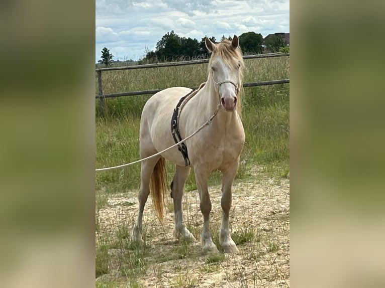 Kuc walijski sekcji D Wałach 6 lat 144 cm Szampańska in Butzbach