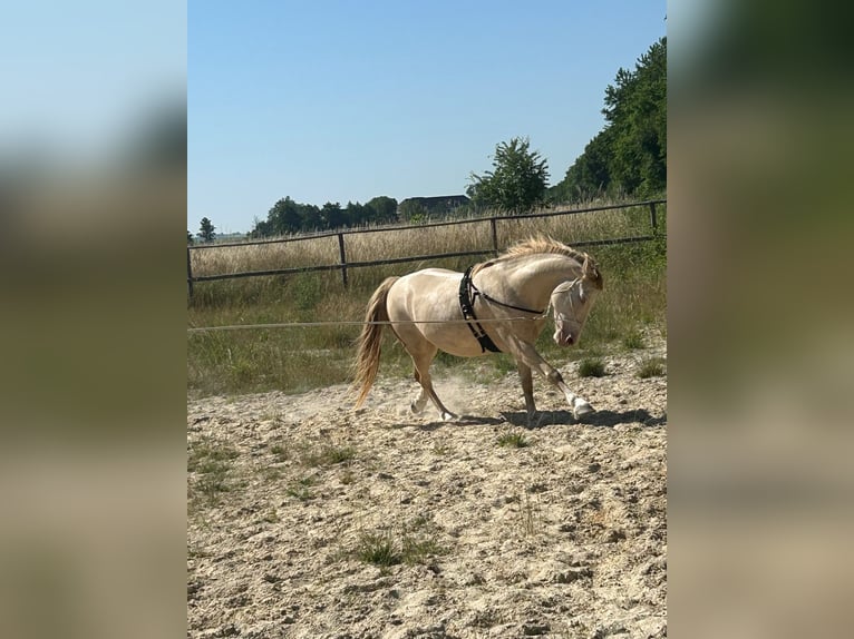 Kuc walijski sekcji D Wałach 6 lat 144 cm Szampańska in Butzbach