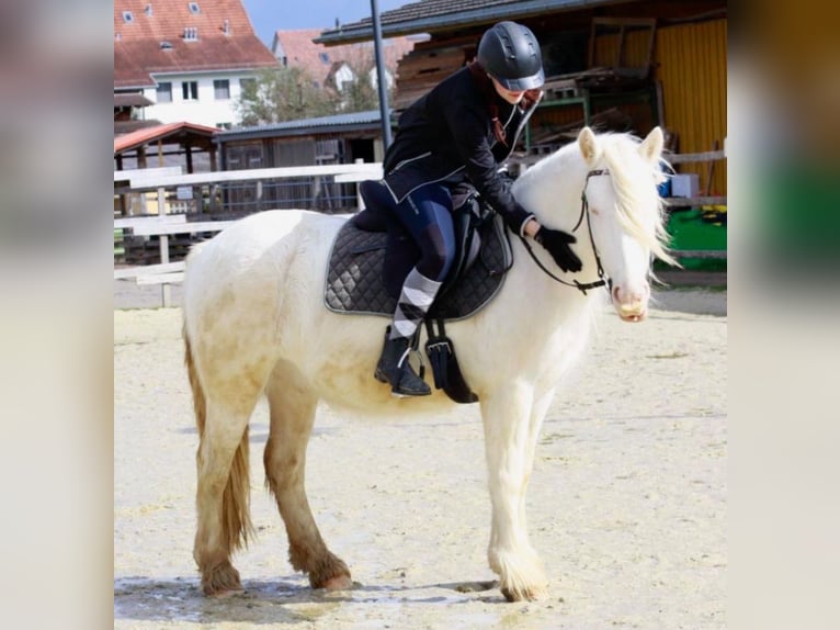 Kuc walijski sekcji D Mix Wałach 7 lat 145 cm Cremello in Niederhasli