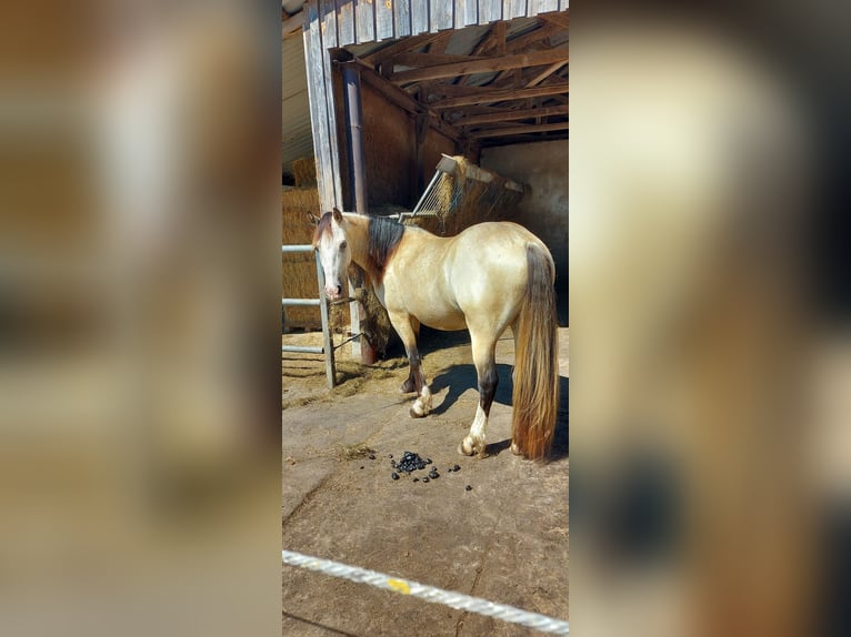 Kuc walijski sekcji D Wałach 7 lat 150 cm Jelenia in Blankenfelde