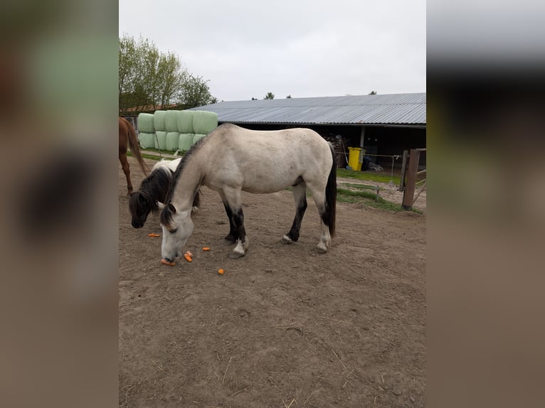 Kuc walijski sekcji D Wałach 7 lat 150 cm Jelenia in Blankenfelde