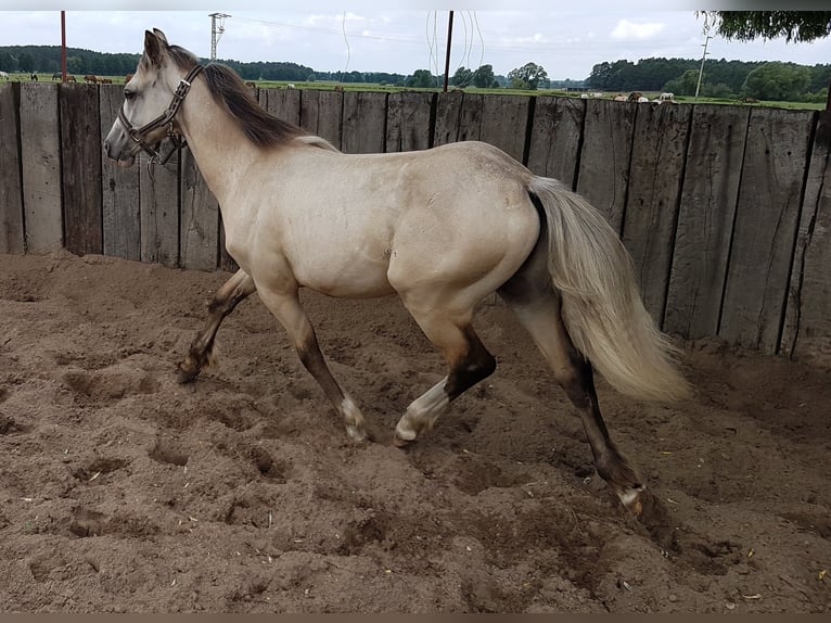 Kuc walijski sekcji D Wałach 7 lat 150 cm Jelenia in Blankenfelde