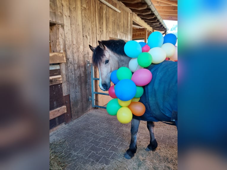Kuc walijski sekcji D Wałach 8 lat 142 cm Jelenia in Biberach