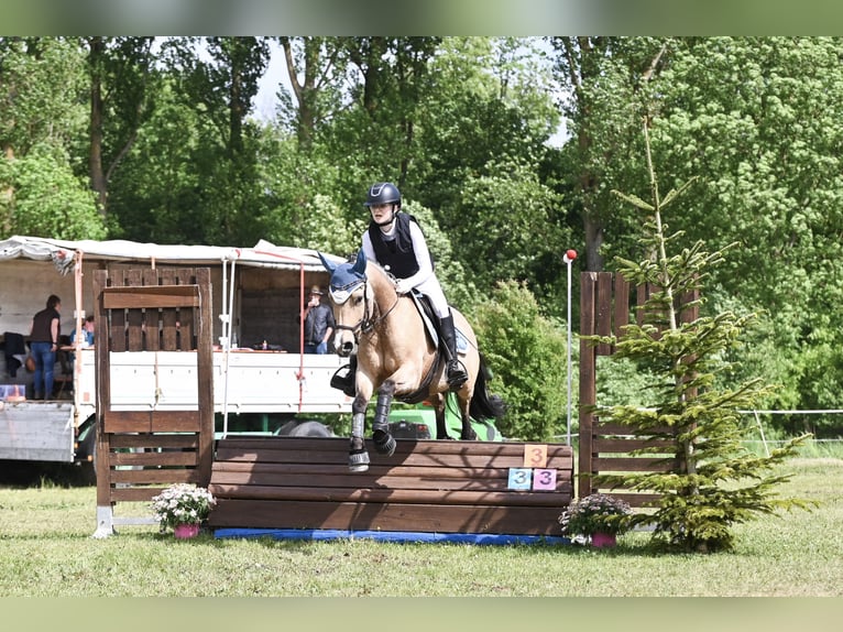 Kuc walijski sekcji D Mix Wałach 8 lat 143 cm Jelenia in Biberach