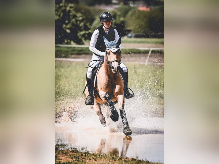 Kuc walijski sekcji D Mix Wałach 8 lat 143 cm Jelenia in Biberach