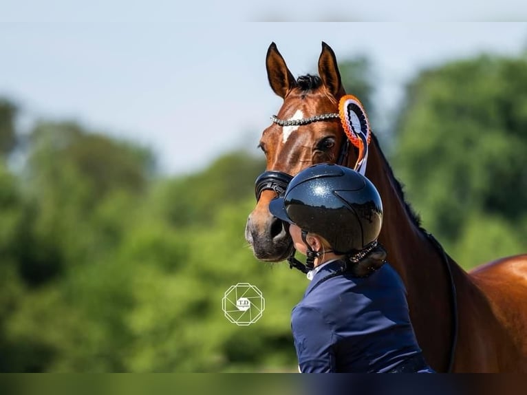 Kuc walijski sekcji D Wałach 8 lat 148 cm Gniada in Baak gld