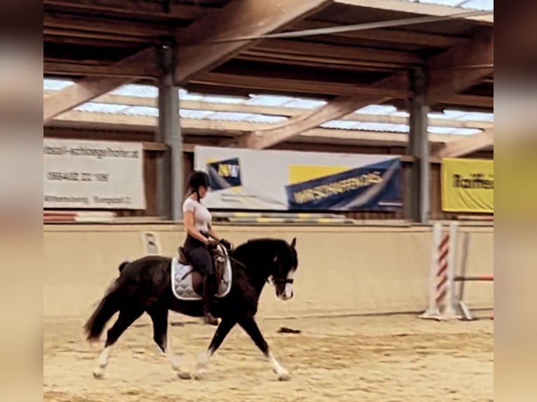 Kuc walijski sekcji D Wałach 8 lat 148 cm Kara in Amstetten