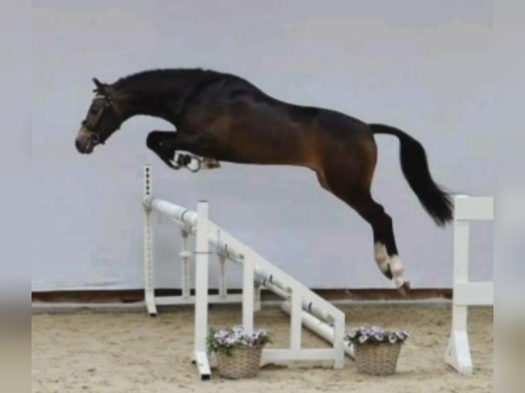 Kuc walijski sekcji D Wałach 8 lat 148 cm  in Beilen