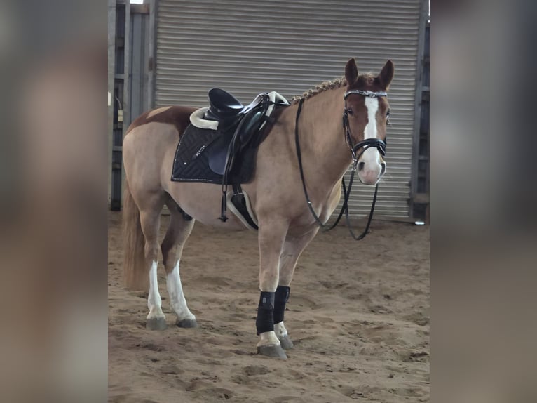 Kuc walijski sekcji D Wałach 8 lat 150 cm Kasztanowata in Obernkirchen