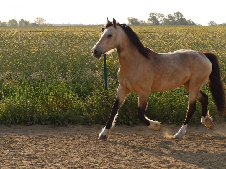 Kuc walijski sekcji D Wałach 8 lat 152 cm Jelenia in Jarmen