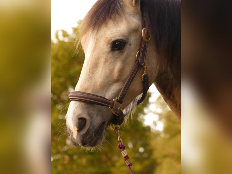 Kuc walijski sekcji D Wałach 8 lat 152 cm Jelenia in Jarmen