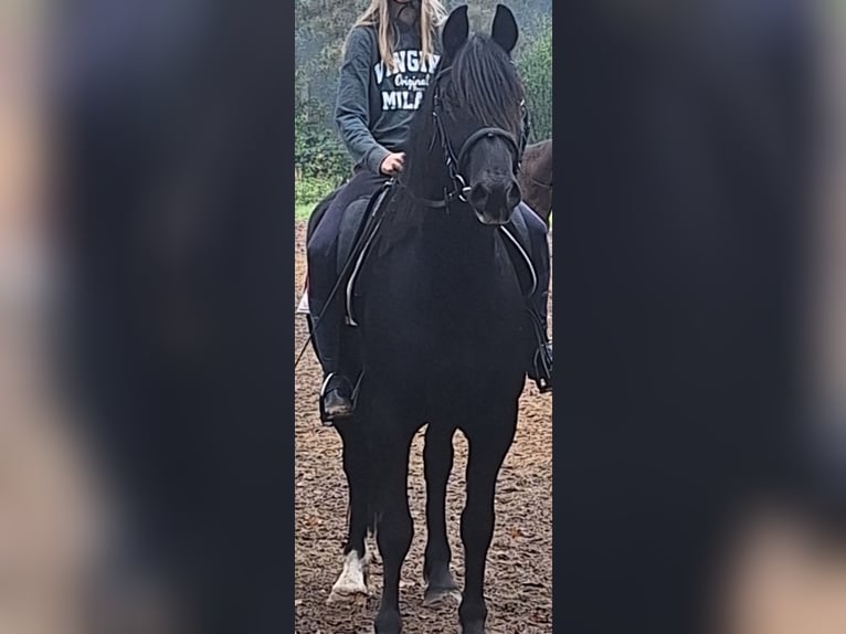 Kuc walijski sekcji D Wałach 8 lat 155 cm Skarogniada in Göttingen