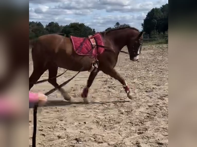 Kuc walijski sekcji D Mix Wałach 9 lat 155 cm Kasztanowata in Mülheim an der Ruhr