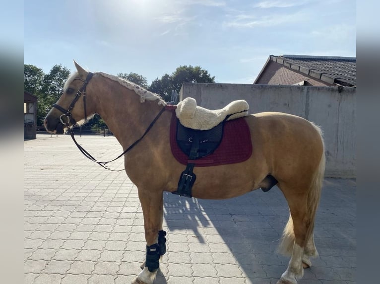 Kuc walijski sekcji D Wałach 10 lat 152 cm Izabelowata in Oyten