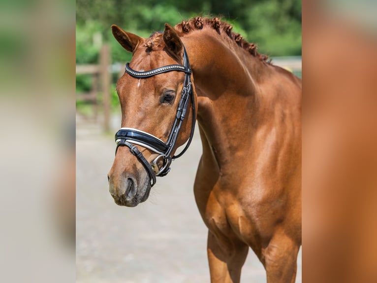 Kuc walijski sekcji D Wałach 3 lat 146 cm Kasztanowata in Neer