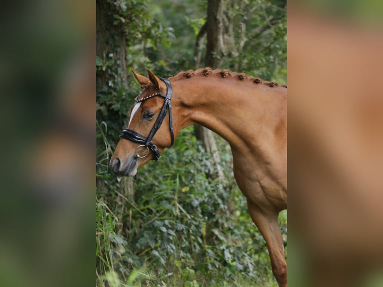 Kuc walijski sekcji D Wałach 3 lat 147 cm Kasztanowata in Heemskerk