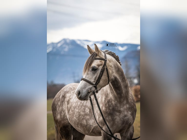 Kuc walijski sekcji D Wałach 4 lat 148 cm Siwa jabłkowita in Schlins