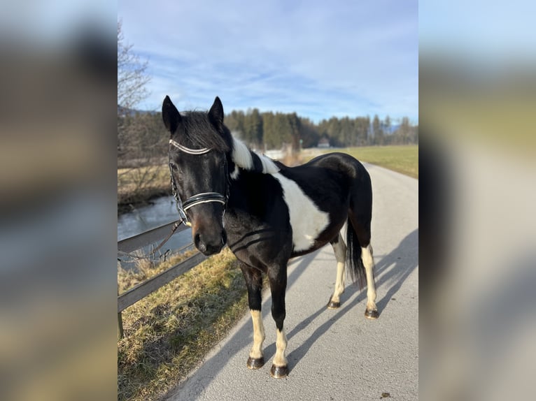 Kuc walijski sekcji D Wałach 5 lat 138 cm Srokata in Schlins