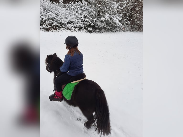 Kuce szetlandzkie Klacz 10 lat 101 cm Ciemnogniada in Selters (Taunus)